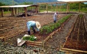 Prepare garden for spring