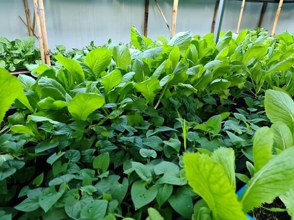 Prepare garden for spring