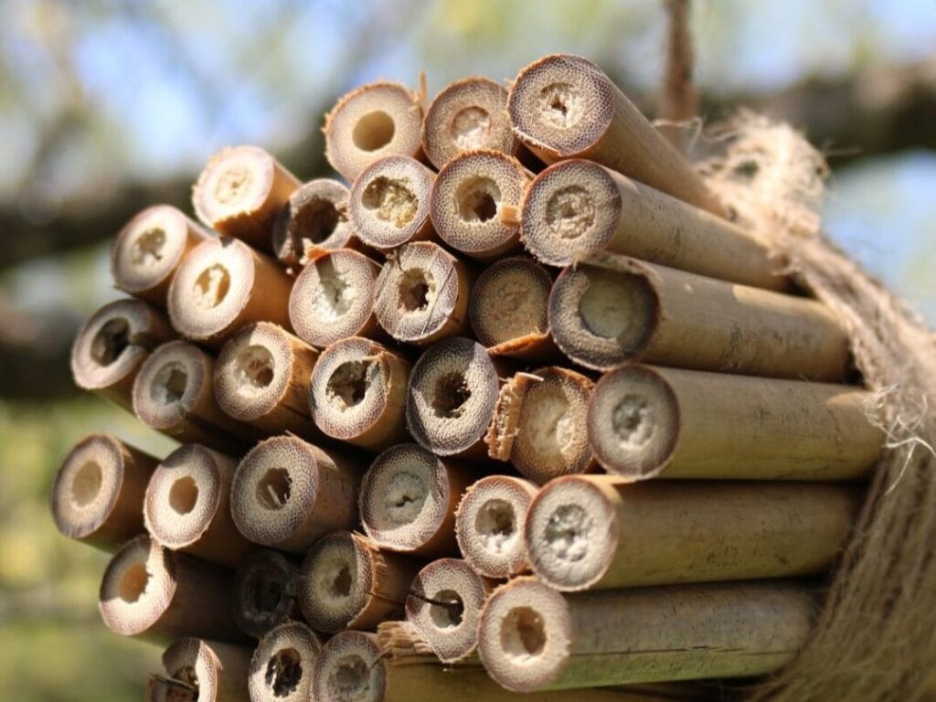 bamboo bug hotel