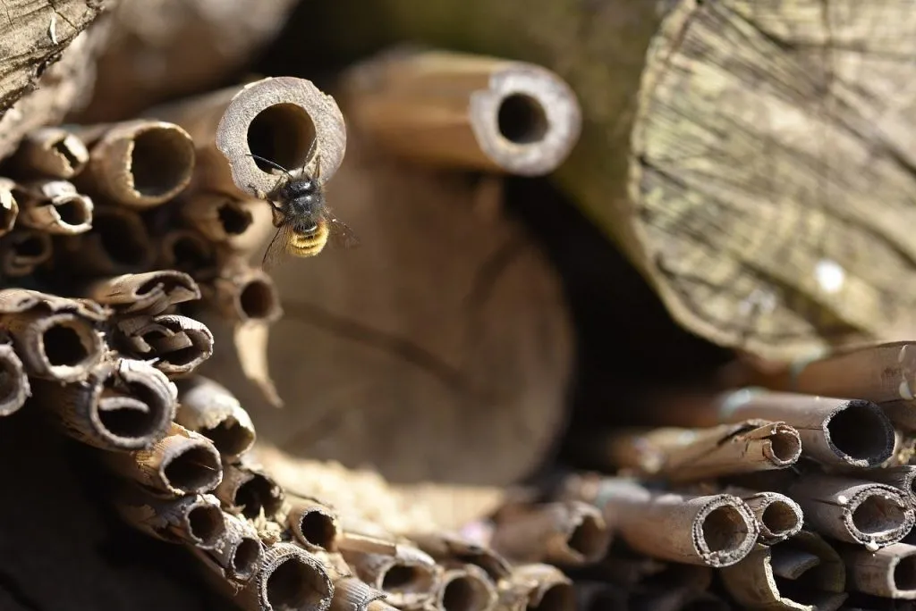 bamboo bug hotel