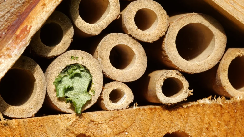 bamboo bug hotel