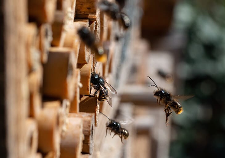 bamboo bug hotel