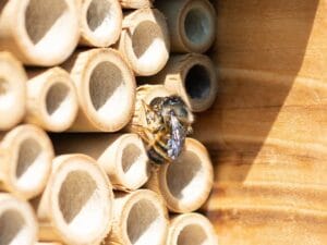 bamboo bug hotel