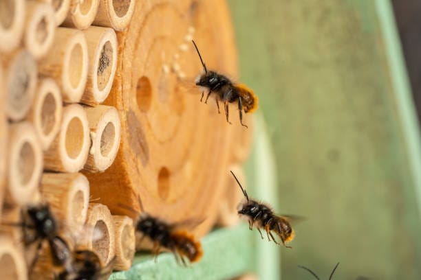 bamboo bug hotel