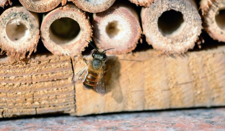 bamboo bug hotel