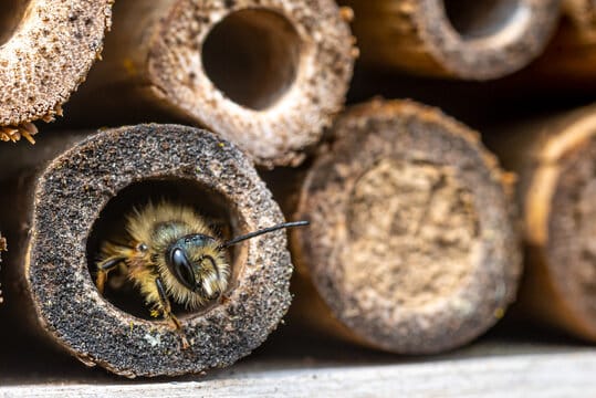 bamboo bug hotel
