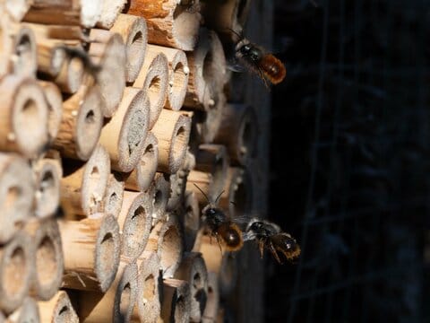 bamboo bug hotel