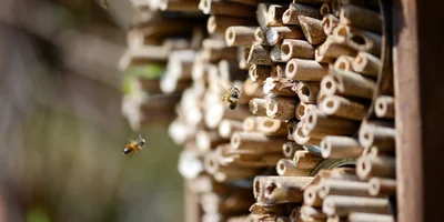 bamboo bug hotel