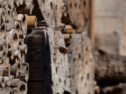 bamboo bug hotel