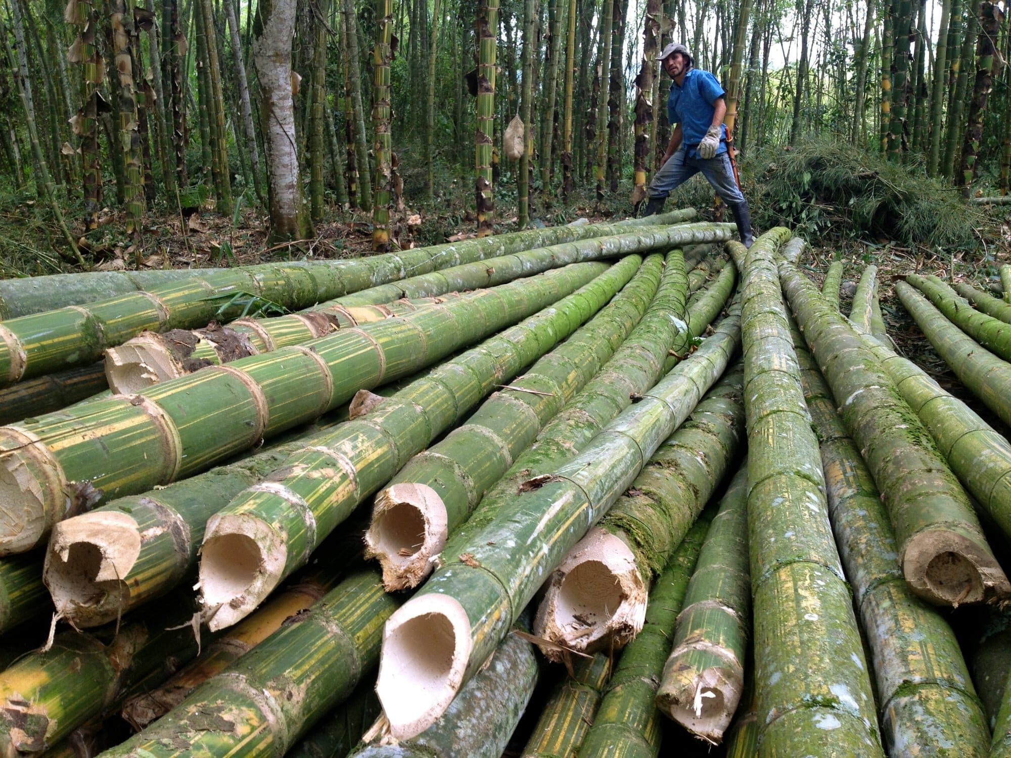 In 2025, Let’s Embrace Bamboo Benefits For A Sustainable Future ...