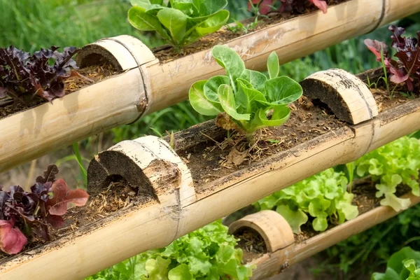 vertical-garden