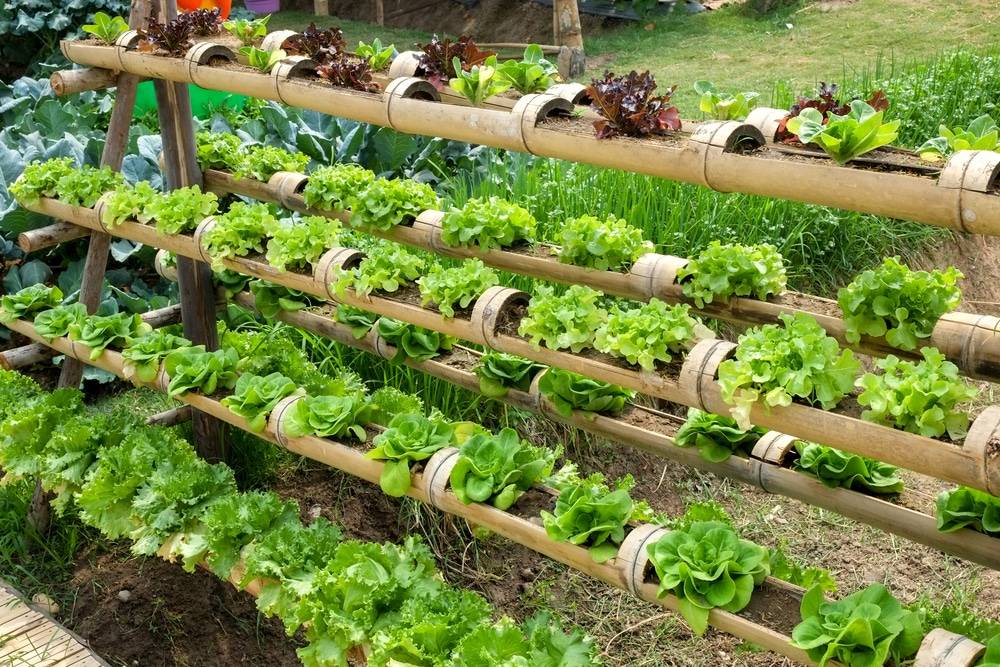 vertical-garden