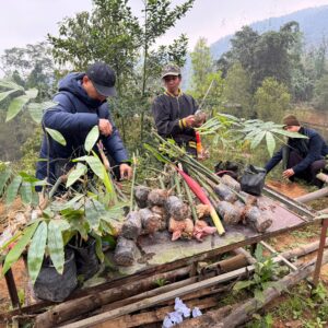 bambo supplier activities