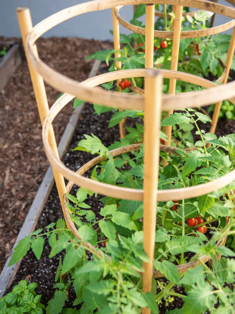 Bamboo Tomato Cage