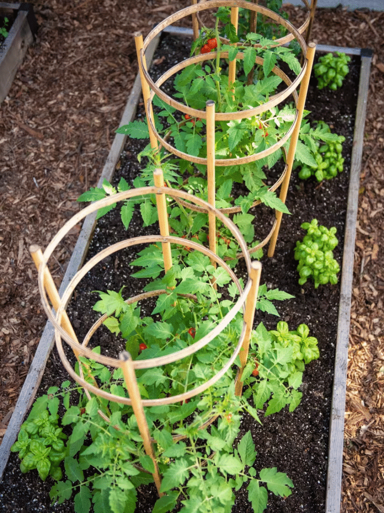 Bamboo Tomato Cage