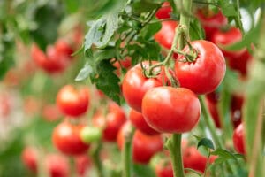 Bamboo Tomato Cage